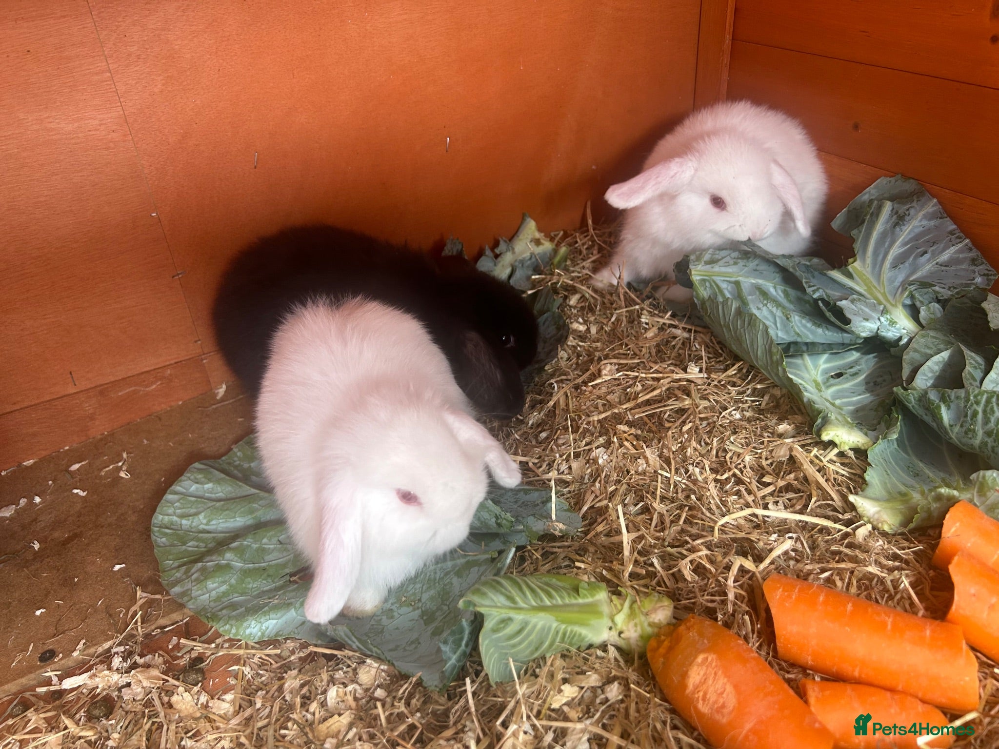 Mini Lop rabbits Pure breed mini lops - Advert 13