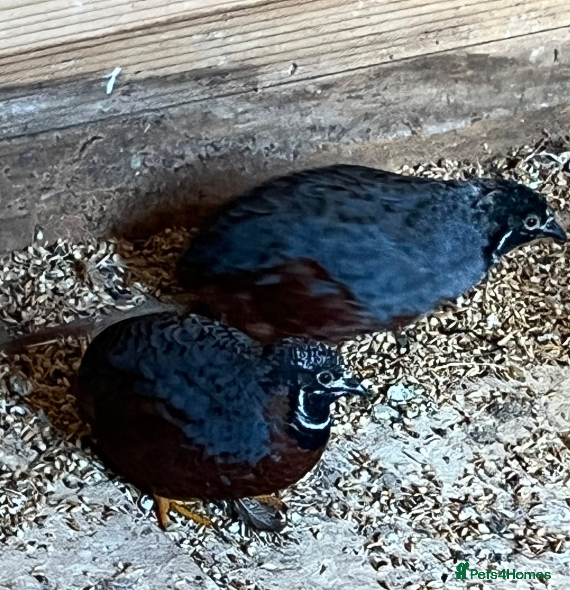 Finches birds Quail - Advert 1