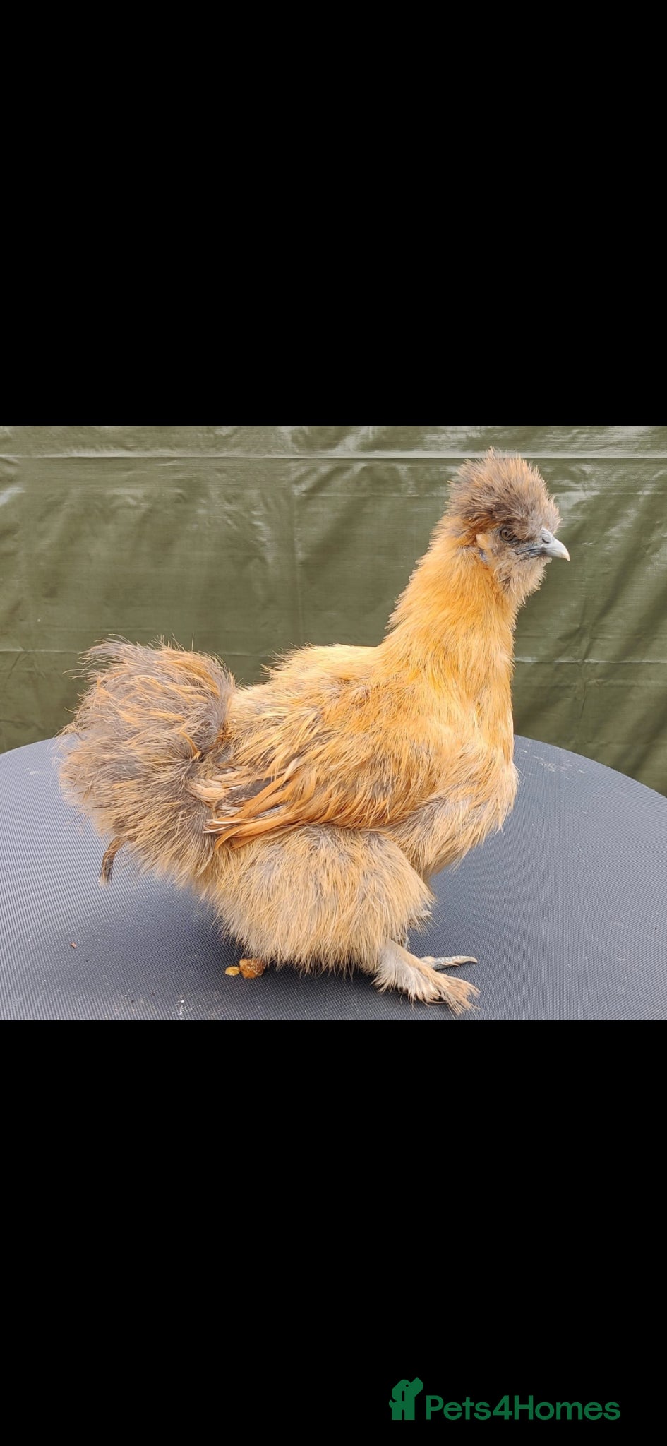 Chickens poultry for sale: Days old chicks available  - Advert 14