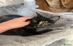Mixed Breed cats for adoption: Bonded Sisters Lana and Reya 💕 - Image 8