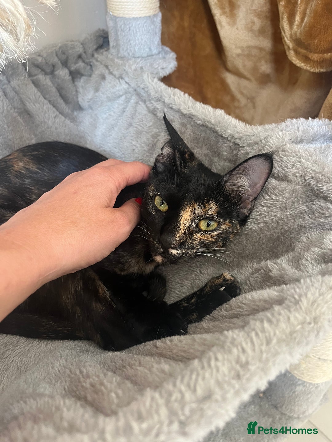 Mixed Breed cats for adoption: Bonded Sisters Lana and Reya 💕 - Image 8