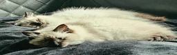 Ragdoll cats for sale: Due to timewasters 1 kitten available. . - Advert 3