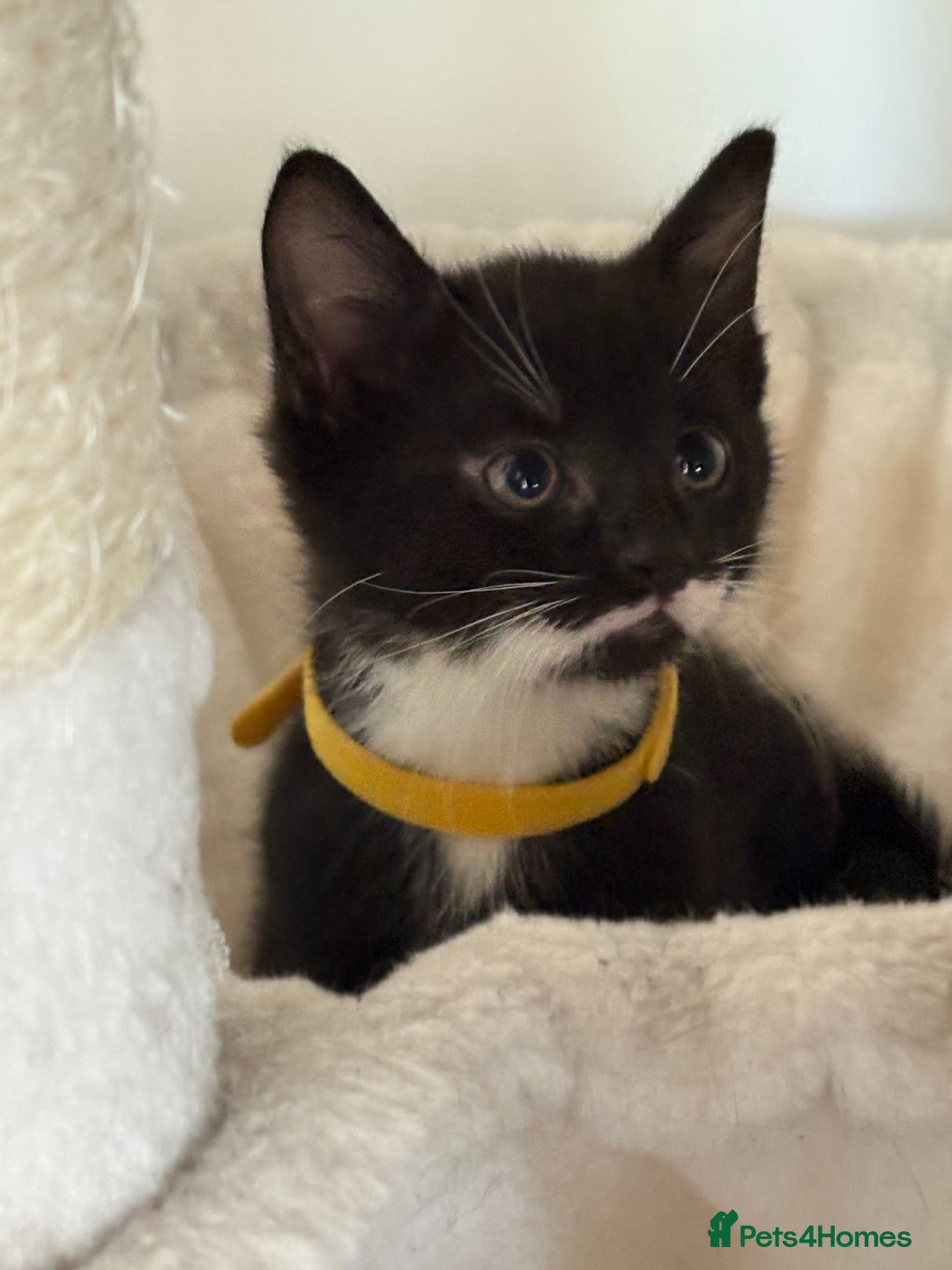 Mixed Breed cats for sale: Black and White kittens left! Ready Now!!  - Image 7