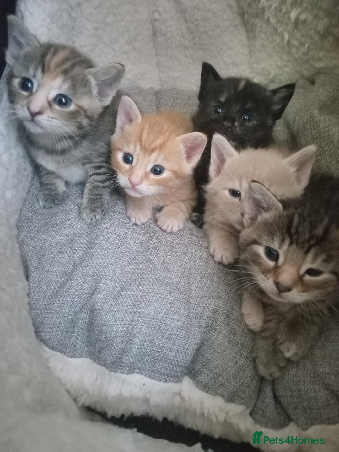 Bengal cats for sale: Ready now Beautiful Bengal kittens  - Image 12