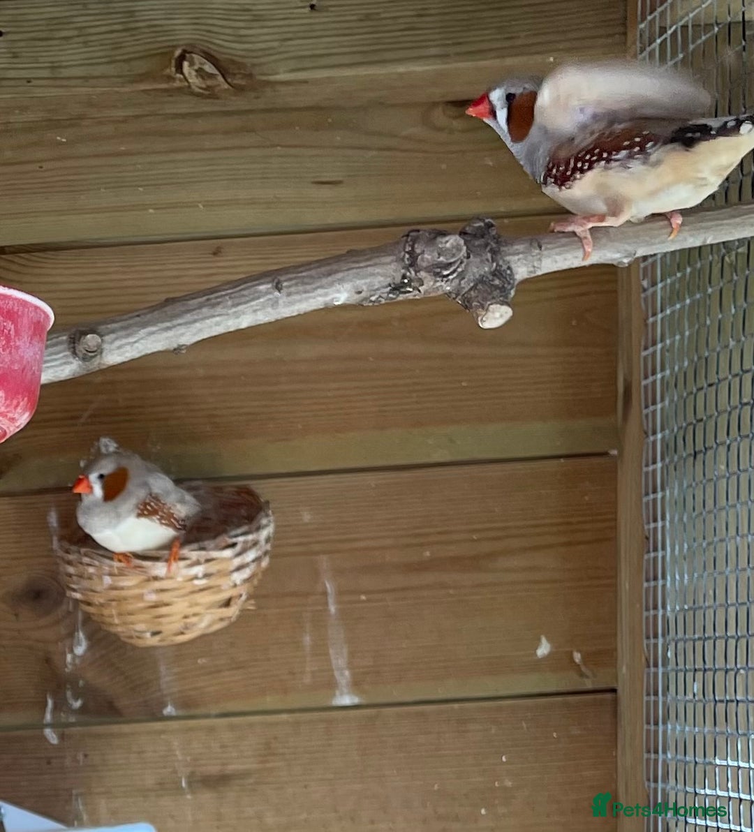 Finches birds for sale: Zebra finches - Image 2