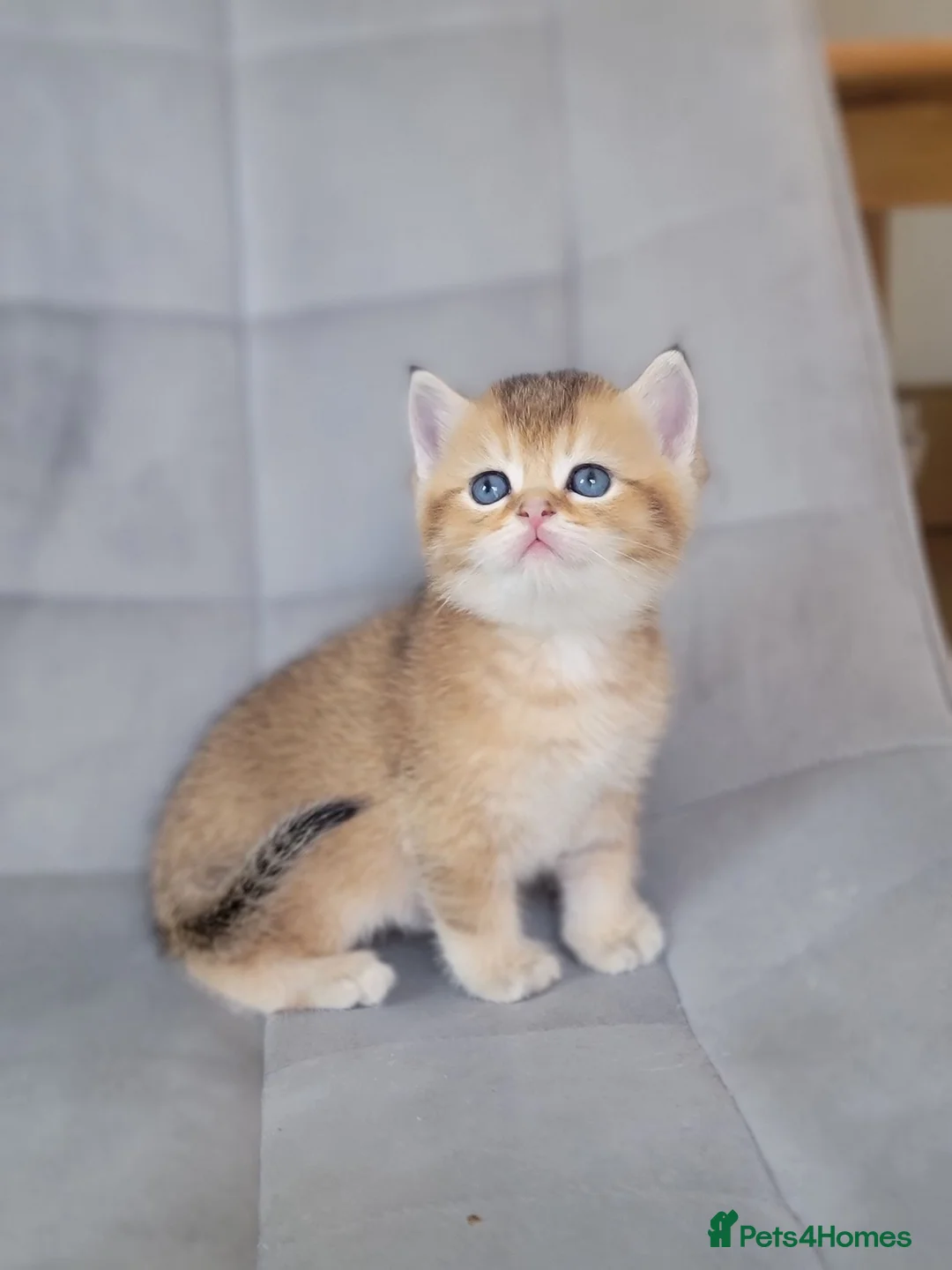 Scottish Fold cats for sale: Beautiful and healthy Scottish fold kittens - Advert 1