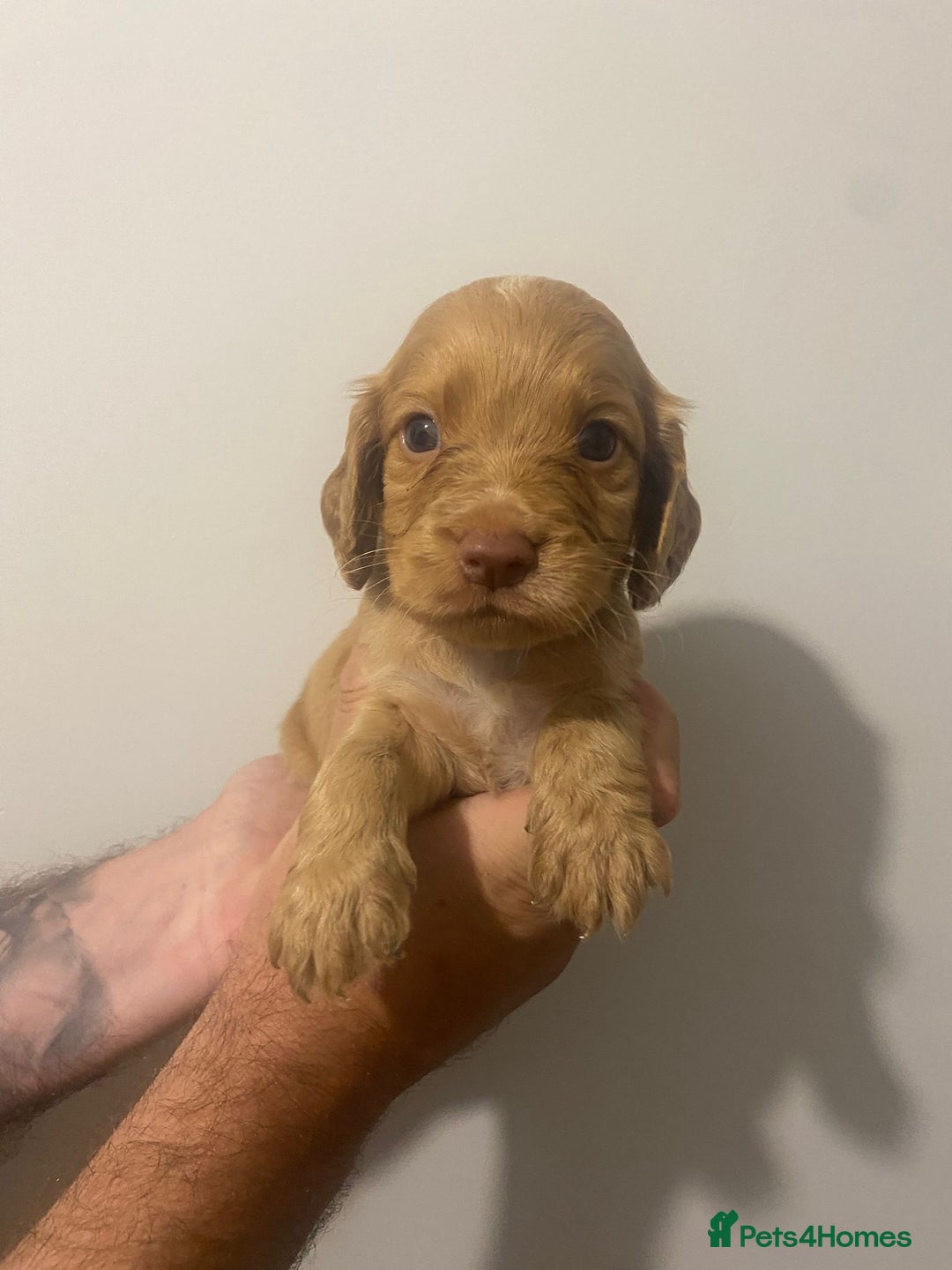 Cocker Spaniel dogs for sale: Working Cocker Spaniels - Image 5