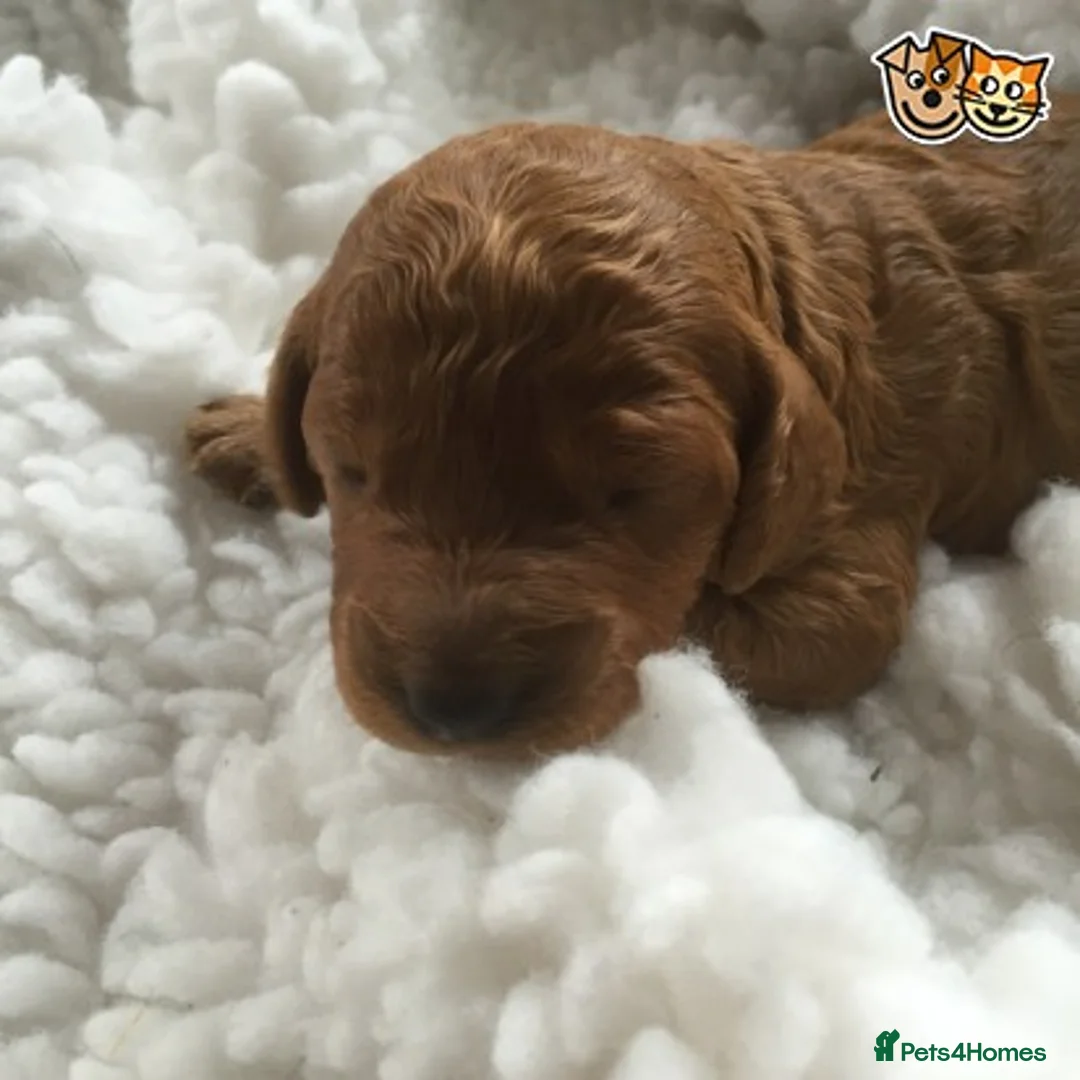 Toy Poodle dogs for stud: Fabulous Red Toy Poodle at Stud . in Driffield - Advert 2