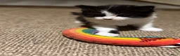 British Longhair cats for sale: One kitten left  - Advert 5