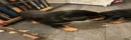 Rottweiler dogs for sale: Big and chunky kc Rottweiler puppy’s for sale  - Advert 8