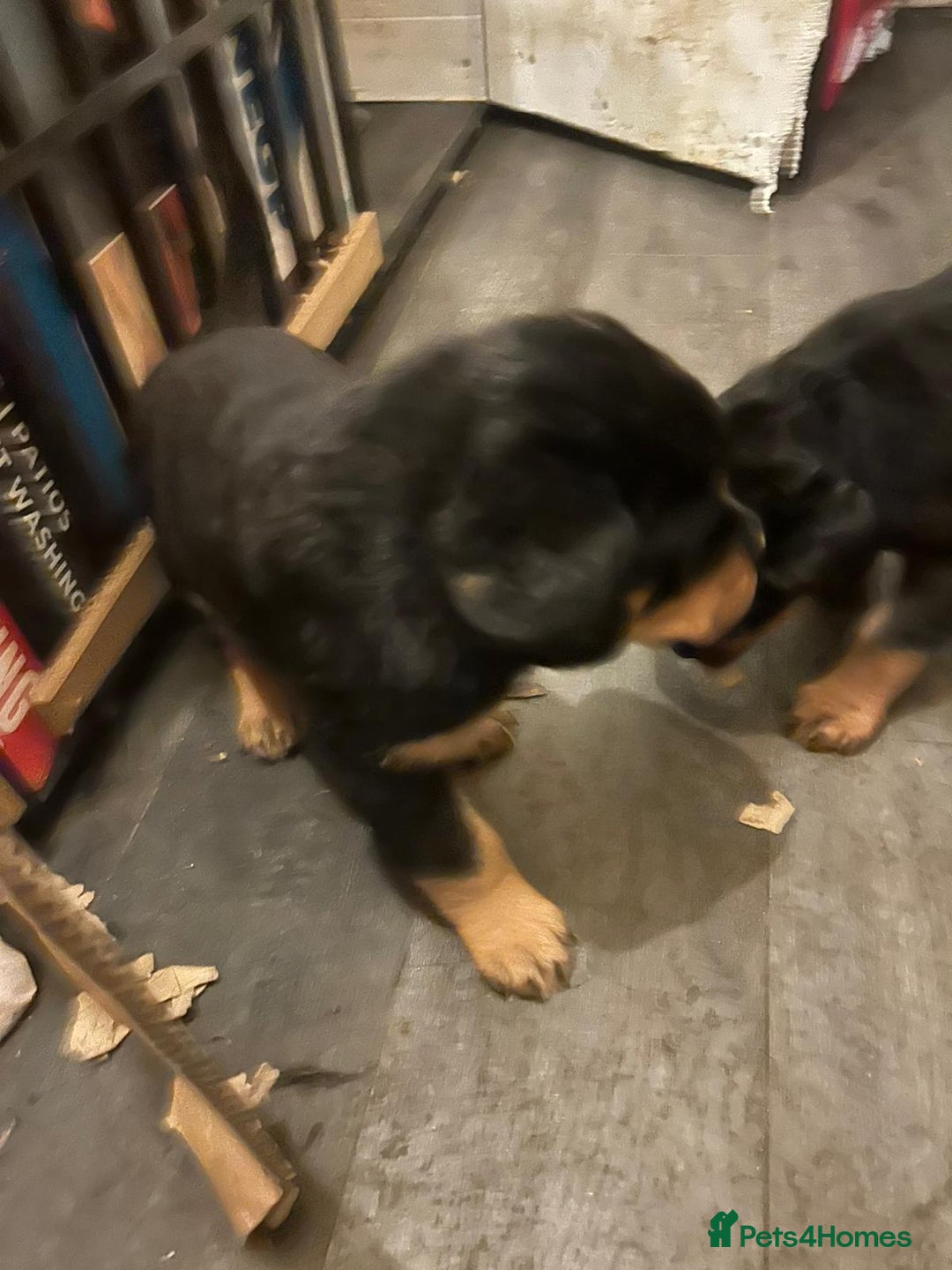 Rottweiler dogs for sale: Big and chunky kc Rottweiler puppy’s for sale  - Advert 8
