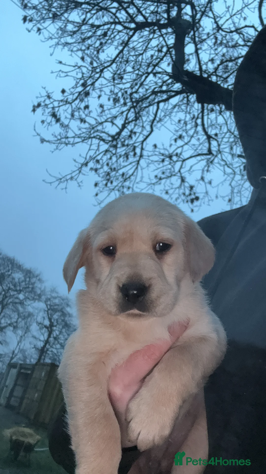 Labrador Retriever dogs for sale: Ftch kc reg labrador puppies  - Advert 7