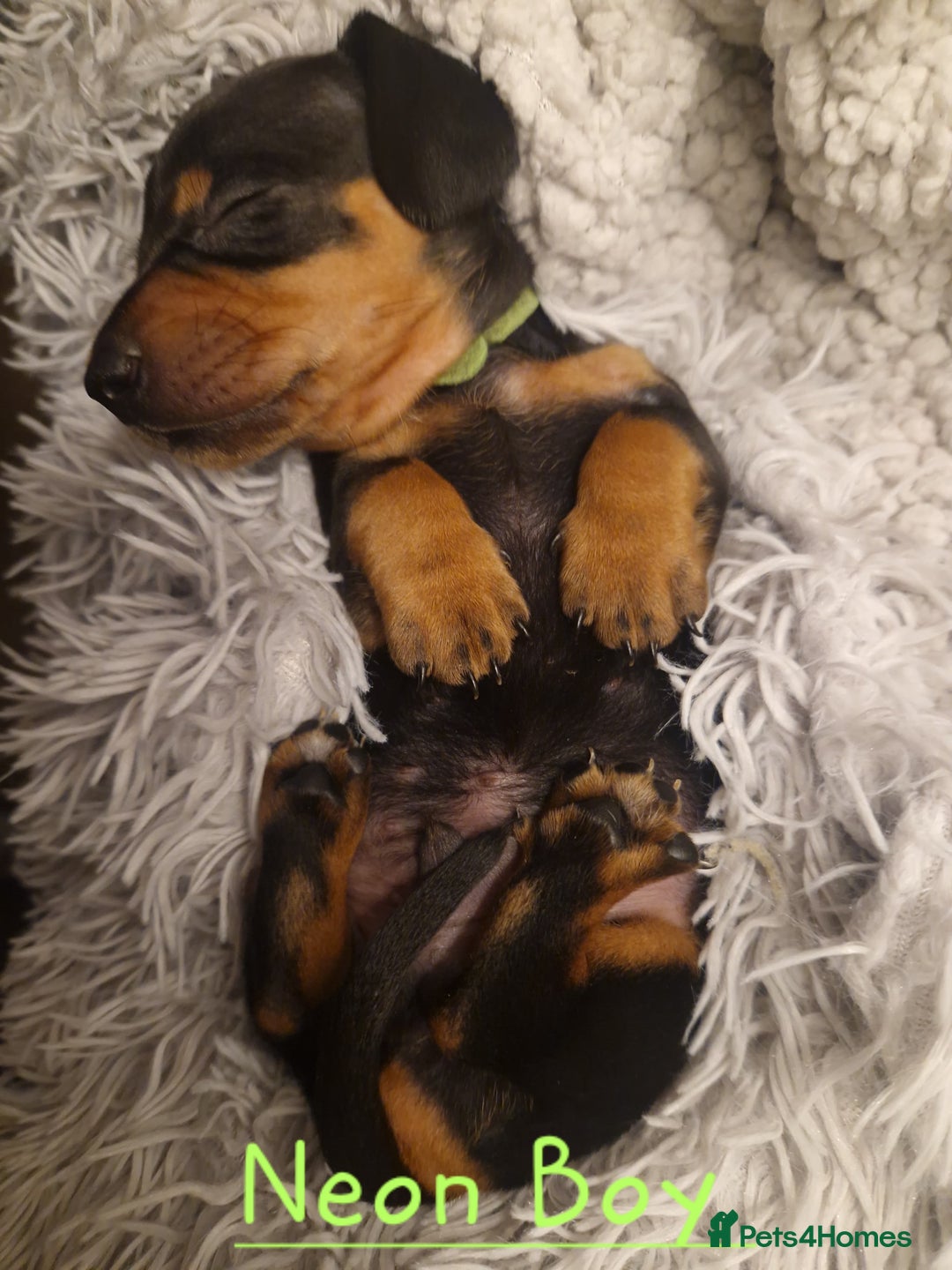 Dachshund dogs for sale: KC standard dachshunds - Advert 5