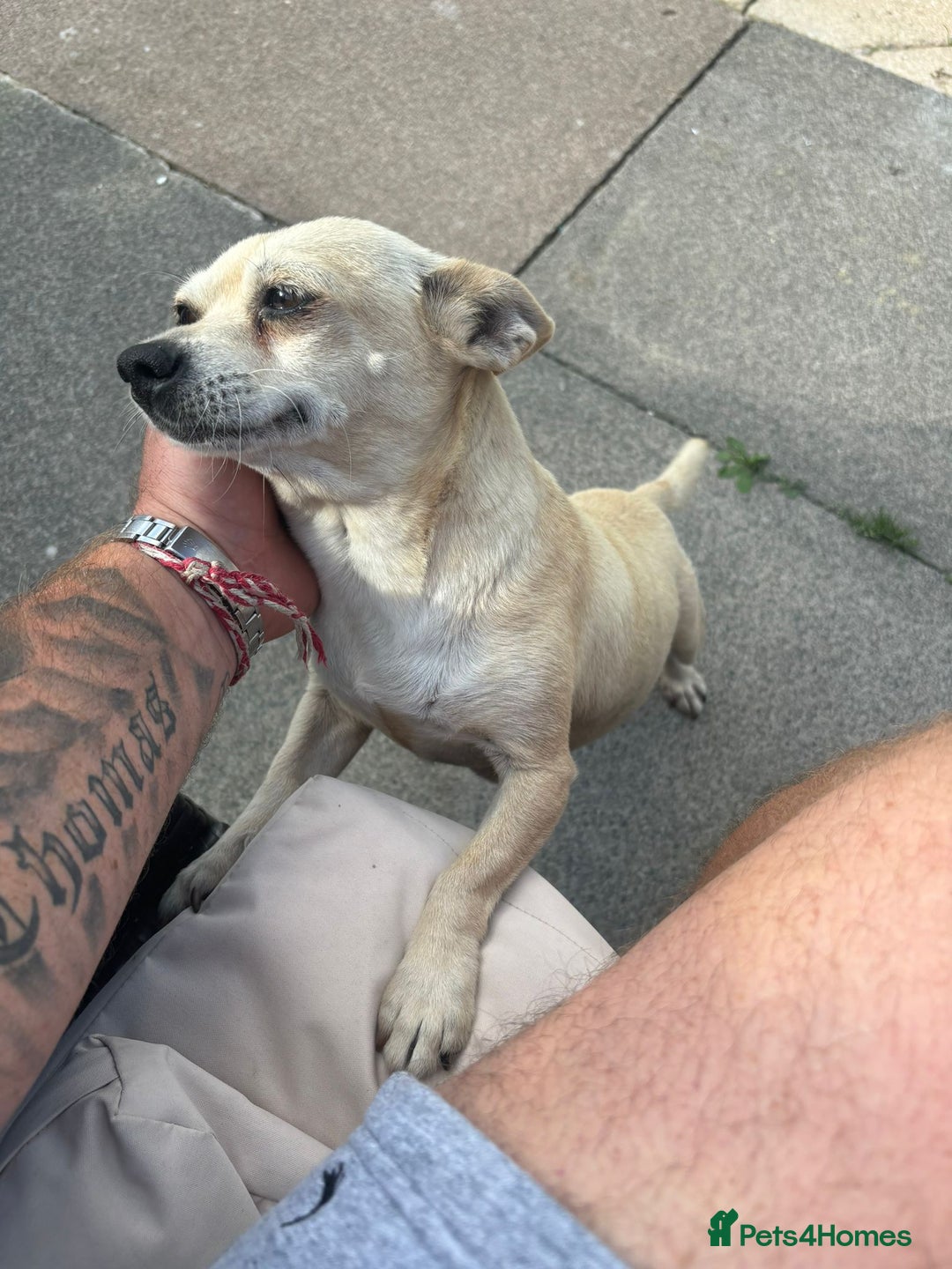 Mixed Breed dogs for sale: Chihuahua cross Norfolk terrier puppys - Advert 5