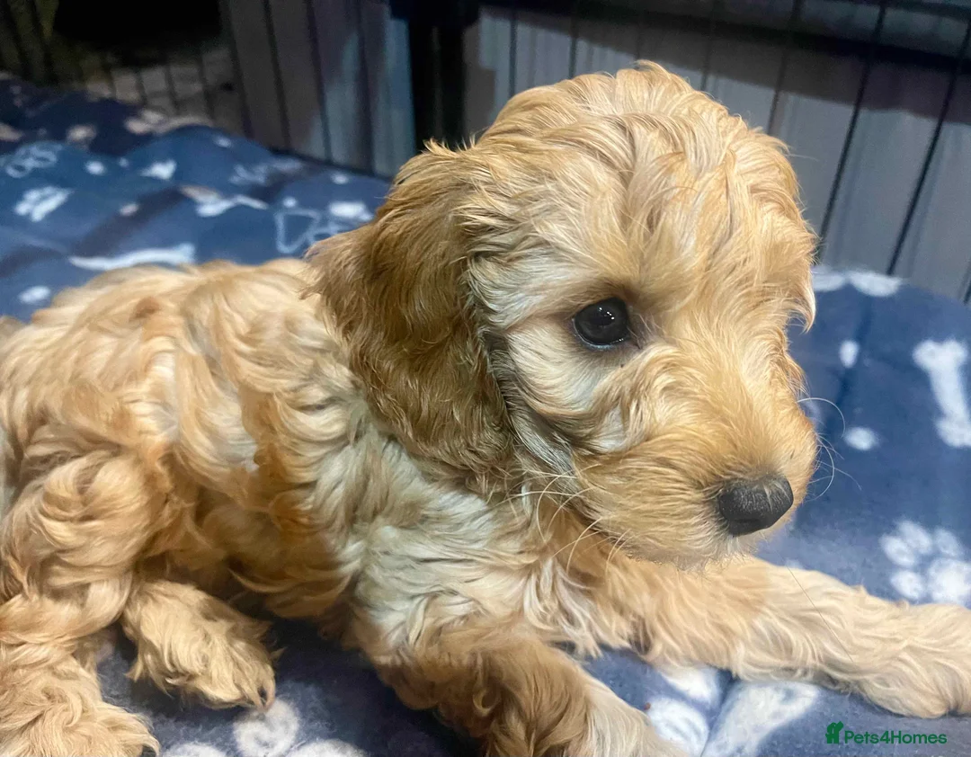 Cockapoo dogs for sale: Blond Boy Cockapoos looking for home - Advert 14
