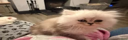 Persian cats for sale: Re listed due to timewaster persian grey kitten,  - Advert 8
