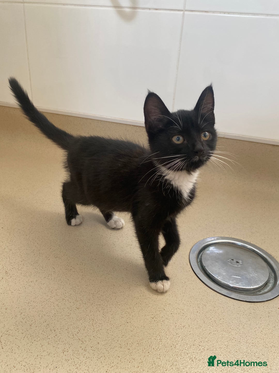 Mixed Breed cats for sale: Beautiful kittens ready now  - Image 3