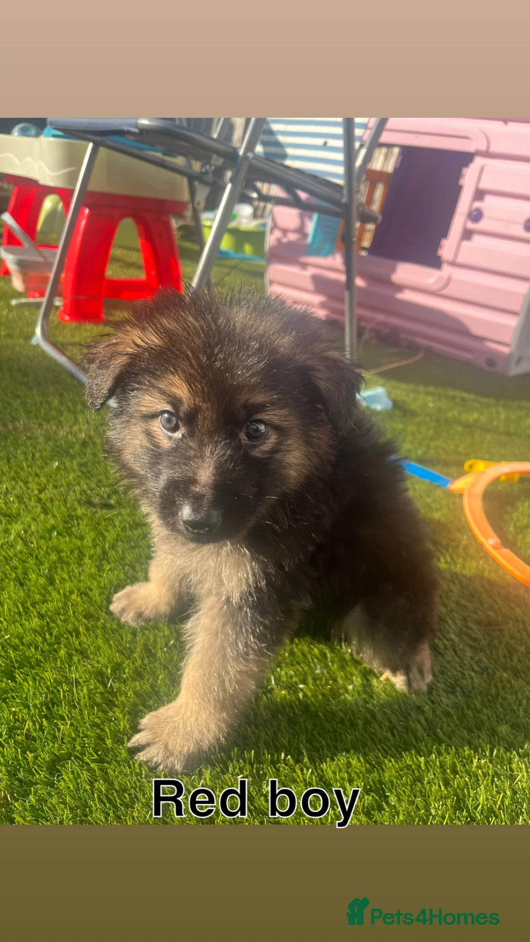 German Shepherd dogs for sale: Beautiful KC Reg Straight Back German Shepherds🐾 - Advert 19