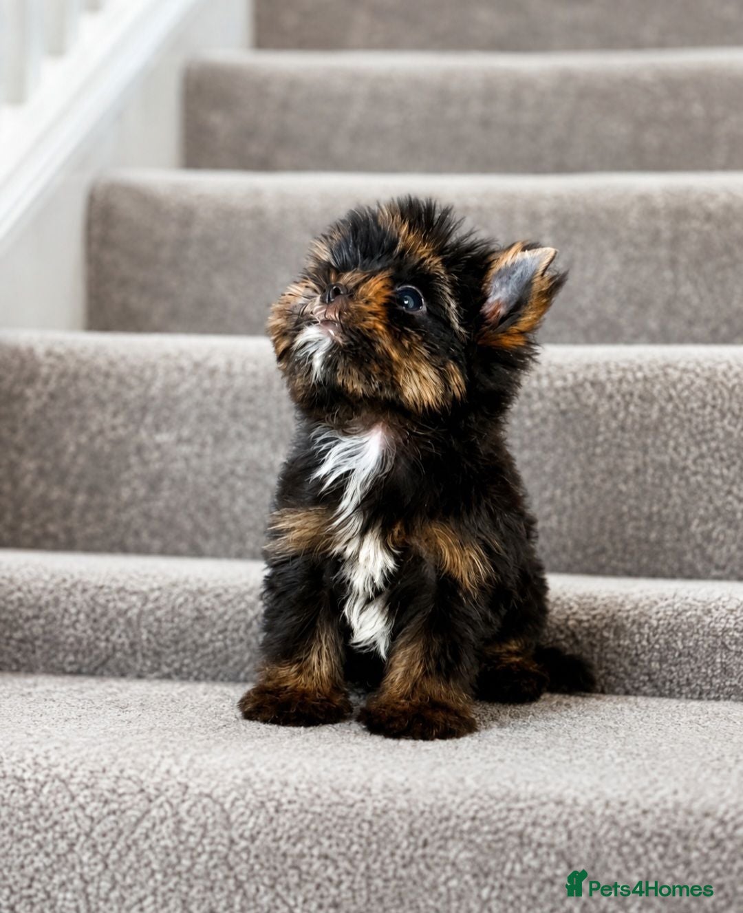 Yorkshire Terrier dogs 3 Tiny Yorkie Boys – Vaccinated & Ready - Advert 2