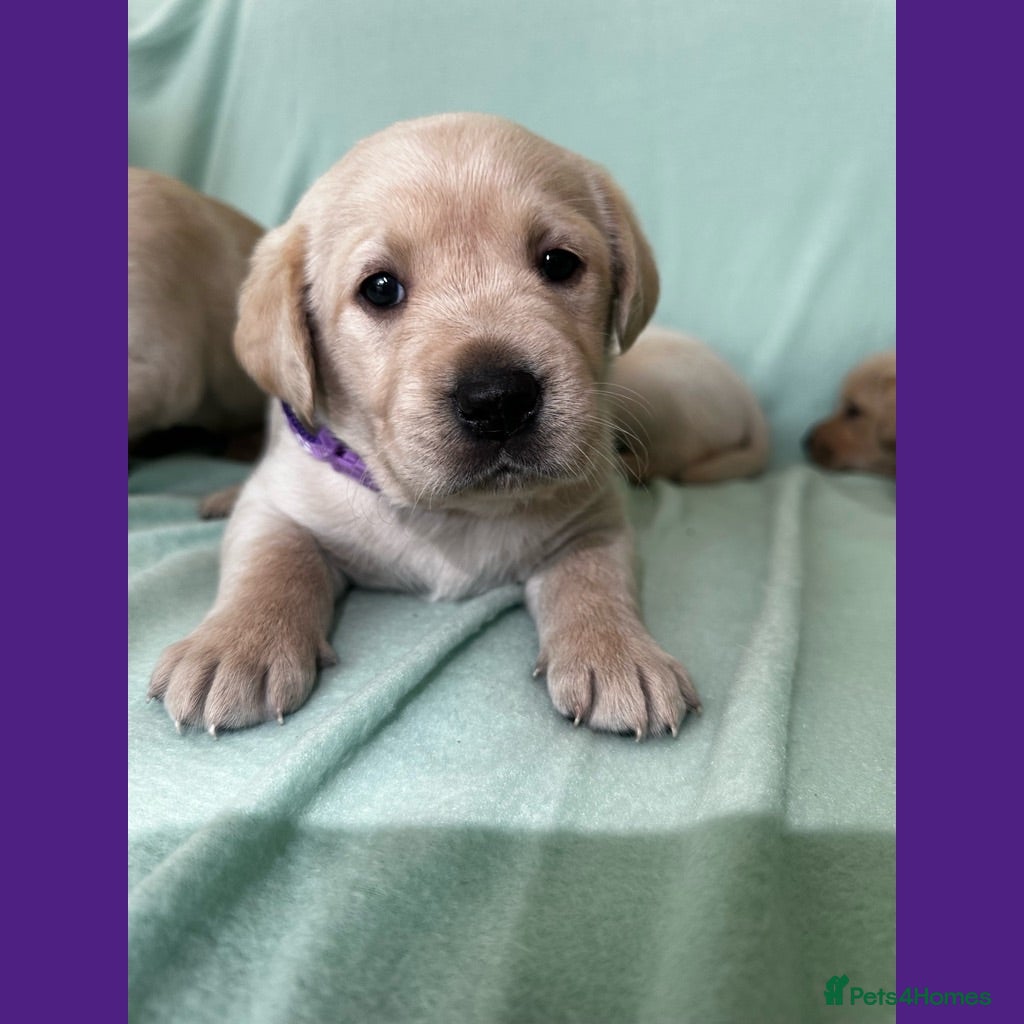 Goldador dogs *Gorgeous Goldador puppies* - Advert 1