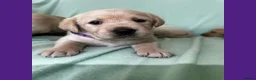 Goldador dogs for sale: *Gorgeous Goldador puppies* in Rotherham - Advert 7