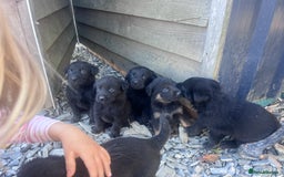 Labrador Retriever dogs for sale: Incredible repeat mating  - Image 9