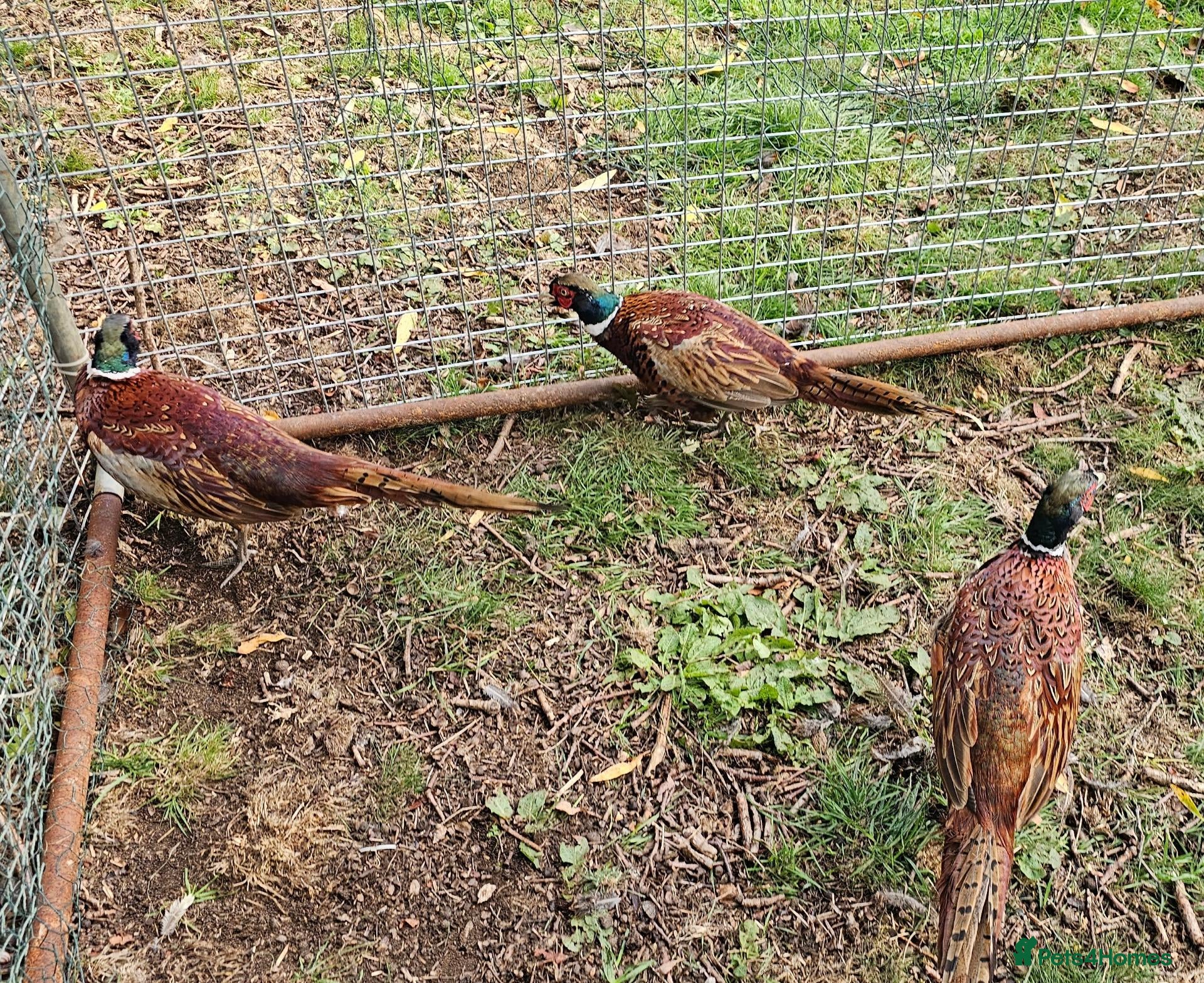Pheasants poultry Ringneck Pheasant Cock Birds - Advert 5