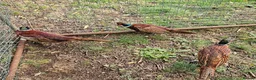Pheasants poultry for sale: Ringneck Pheasant Cock Birds - Advert 1
