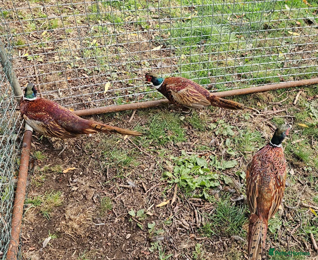 Pheasants poultry for sale: Ringneck Pheasant Cock Birds - Advert 1