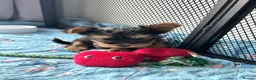 Yorkshire Terrier dogs for sale: Adorable Yorkshire Terrier Puppies ❤️ - Advert 9