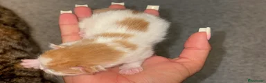 Bengal 1