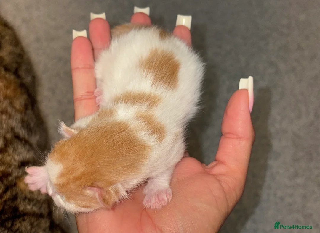 Bengal cats for sale: Bengal x kittens  - Advert 4