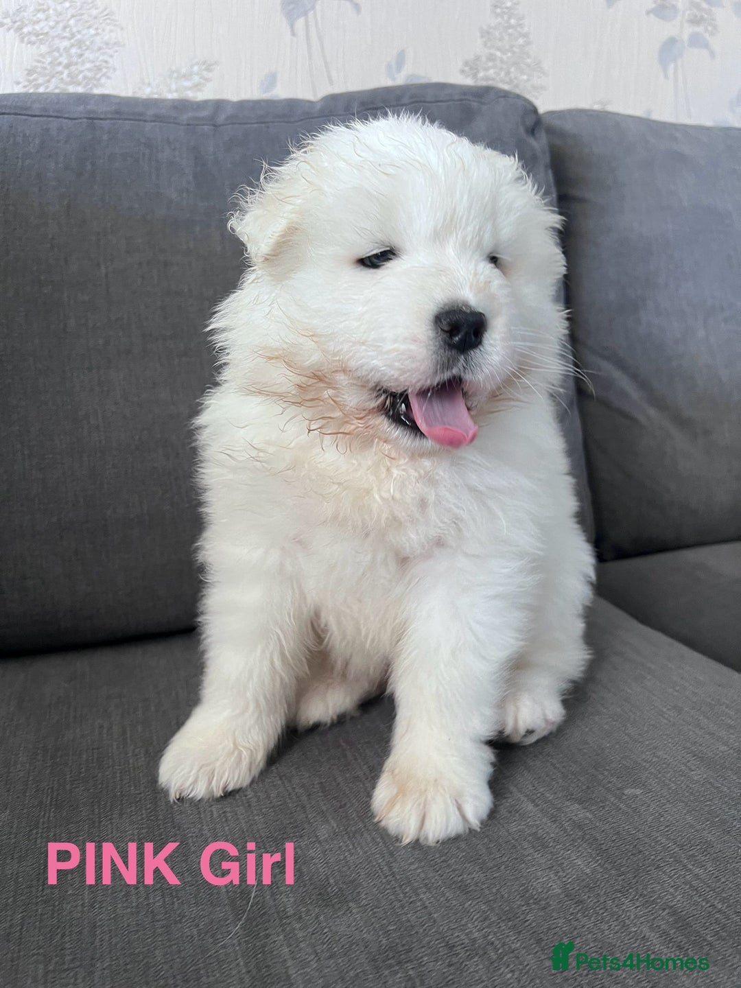 Samoyed dogs for sale: Samoyed puppies - gorgeous white bundle of joy! - Advert 11