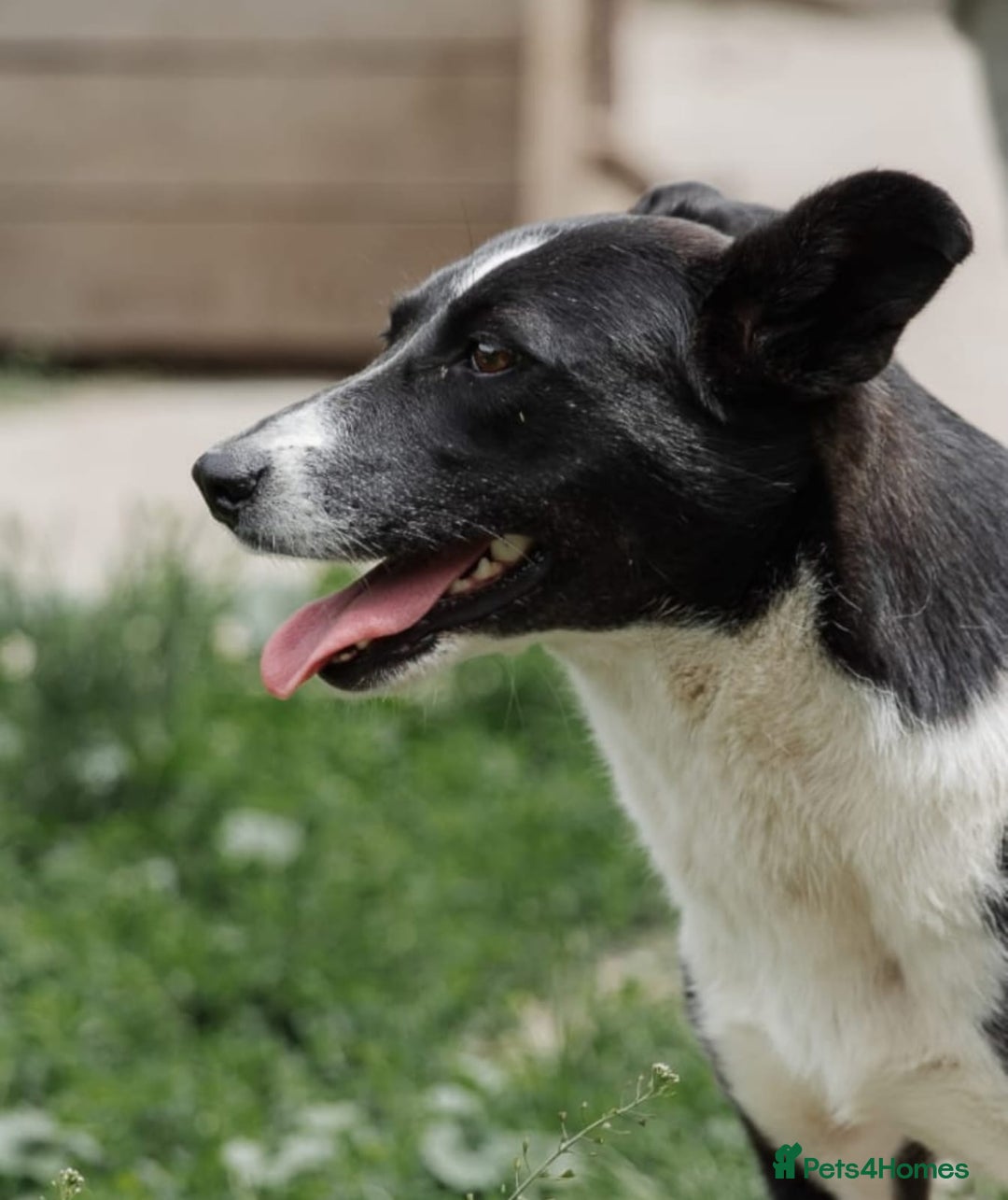 Mixed Breed dogs for adoption: ❤️Zoria❤️- medium-sized 2-year-old sunny girl  - Advert 21