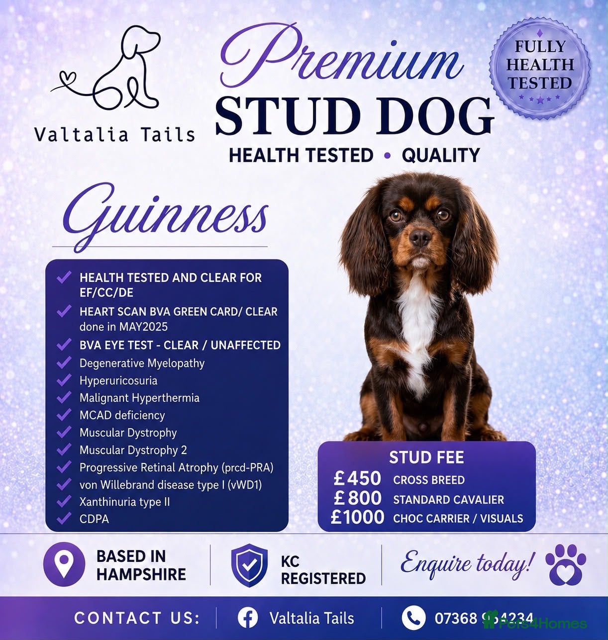Cavalier King Charles Spaniel dogs Fully health tested Chocolate&Tan Cavalier  Stud - Advert 8