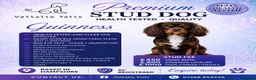 Cavalier King Charles Spaniel dogs for stud: Fully health tested Chocolate&Tan Cavalier  Stud - Advert 1