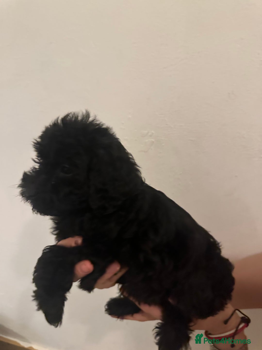 Yorkiepoo dogs for sale: 5 Beautiful F1 Yorkiepoo’s - Image 12