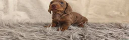 Miniature Dachshund dogs for sale: Exceptional  top quality miniature dachshund kc - Advert 7