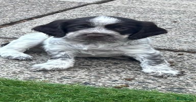 Sprocker dogs - Advert 6