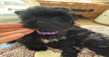 Yorkshire Terrier dogs - Advert 4