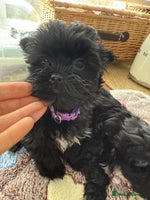 Yorkshire Terrier dogs - Advert 16