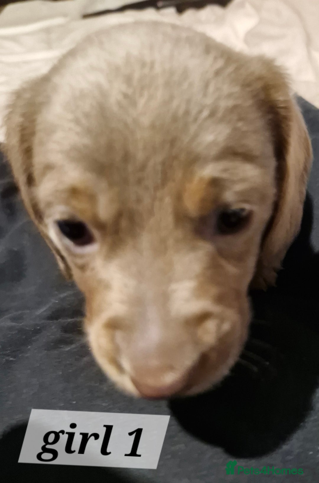 Dachshund dogs for sale: 7 beautiful dachshunds puppys - Image 24