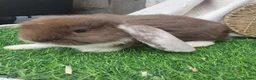 French Lop rabbits for sale: Giant French Lop babies - Advert 3