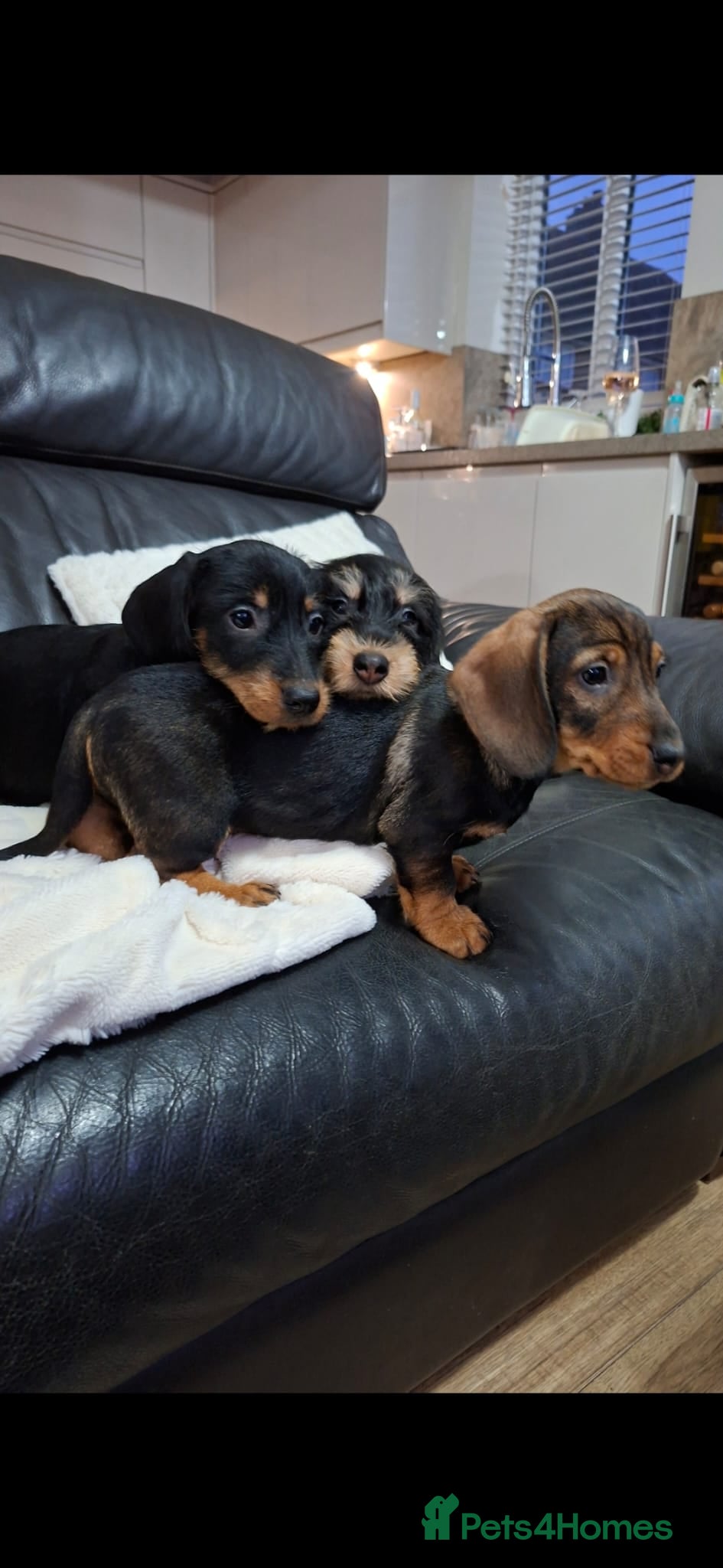 Dachshund dogs Adorable Wired Hair Dachshund / Teckel Puppies  - Advert 3