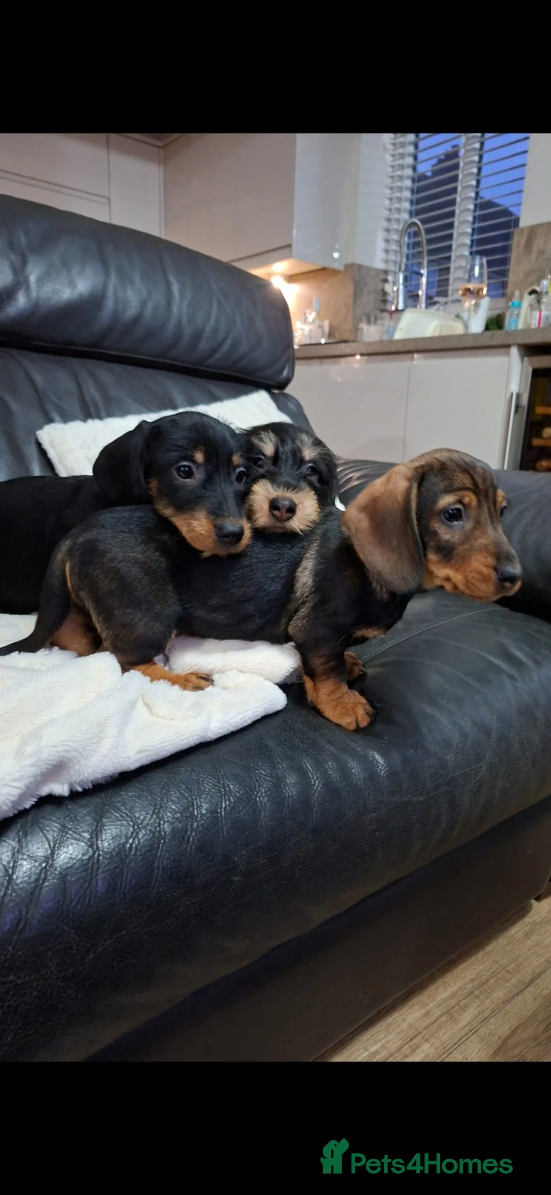 Dachshund dogs for sale: Adorable Wired Hair Dachshund / Teckel Puppies  - Advert 1