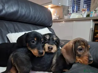 Dachshund dogs Adorable Wired Hair Dachshund / Teckel Puppies - Advert 3