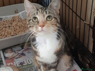 Mixed Breed cats - Advert 7