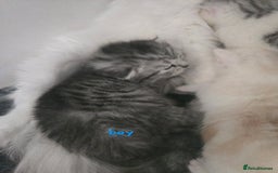 Persian cats for sale: Persian x fluffy kittens  - Image 9