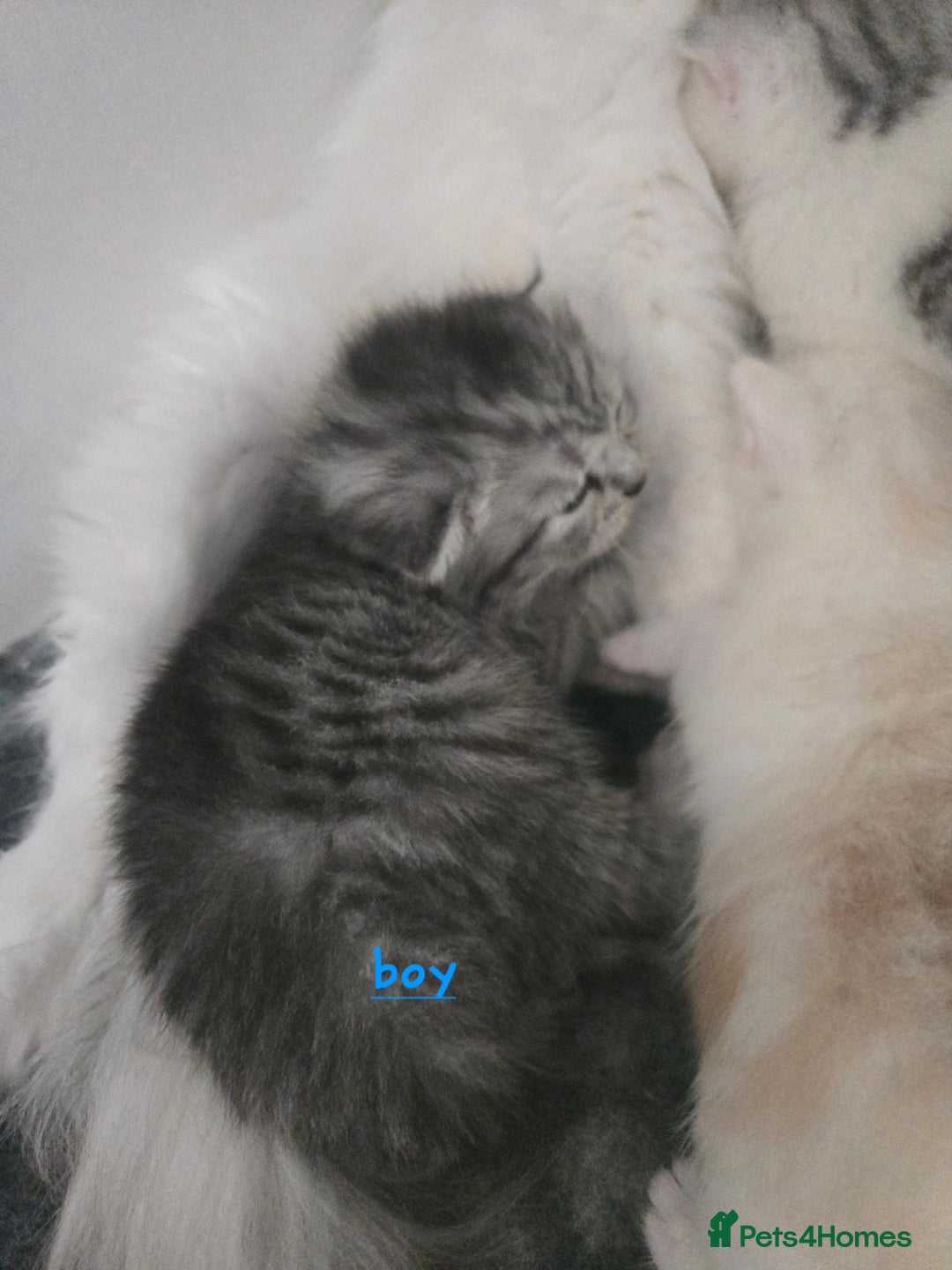 Persian cats for sale: Persian x fluffy kittens  - Image 9
