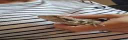 Bearded Dragon reptiles for sale: Baby bearded dragon with full set up in Nuneaton - Advert 5